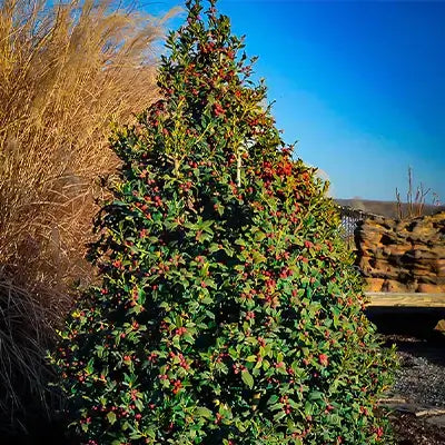 Foster Holly shrub with glossy green leaves and red berry clusters