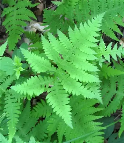Lush green heat-tolerant fern fronds with serrated edges and vibrant texture