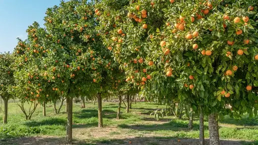 Rows of lush green citrus trees laden with ripe oranges under blue sky
