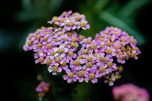 Delicate pink yarrow flowers with tiny yellow centers, perennial herb #5
