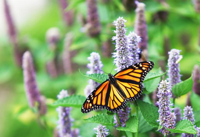 Monarch butterfly on purple flowers in pollinator-friendly landscape