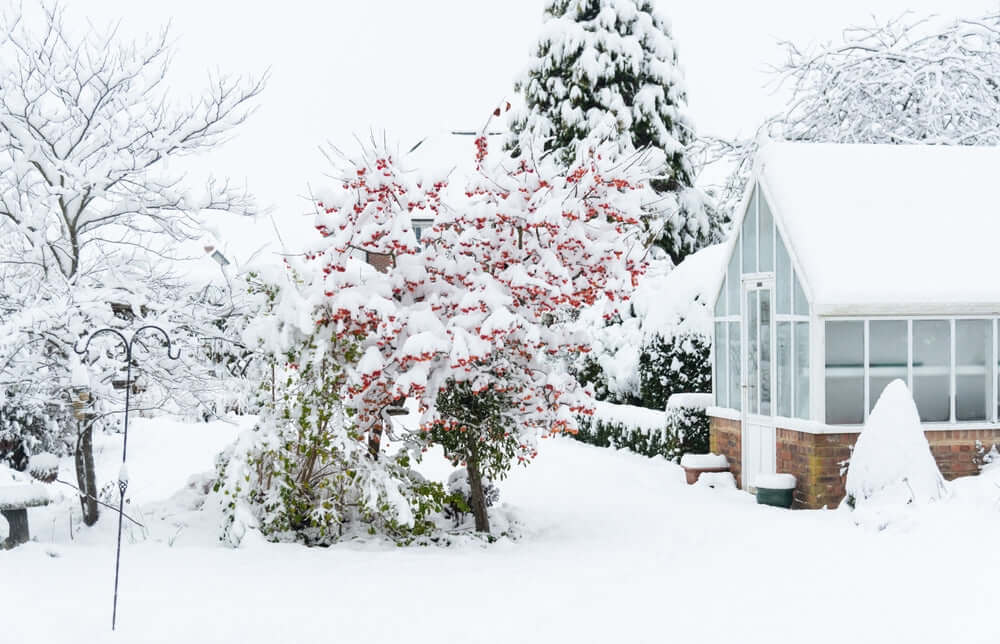 Snow-covered garden with greenhouse and berry bush, winter hazards