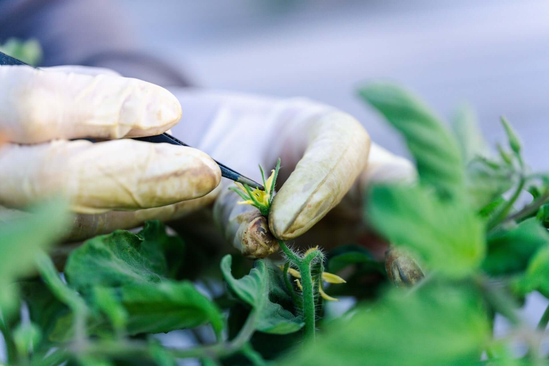 Beige gloved hand examines tomato flower stem in plant breeding