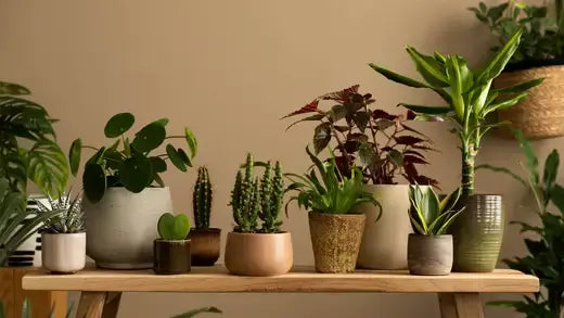 Potted houseplants in ceramic terracotta pots with lush green reddish-purple foliage for cool season