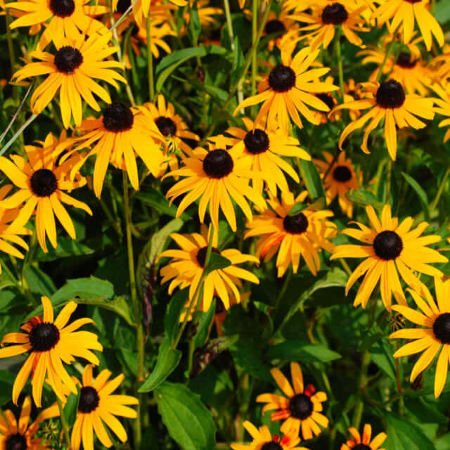 Black Eyed Susan Plant Guide: Complete Sunny Garden Look