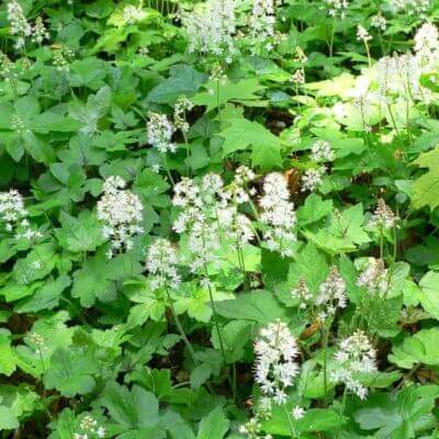 White star-shaped flowers on slender stems in lush foliage, Forbes-featured landscaping trend