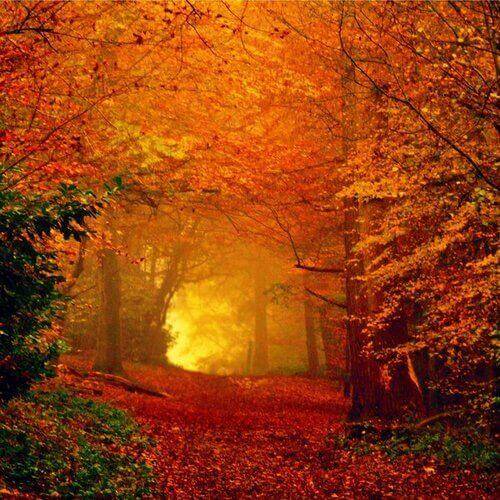 Vibrant orange and red autumn trees lining misty forest path