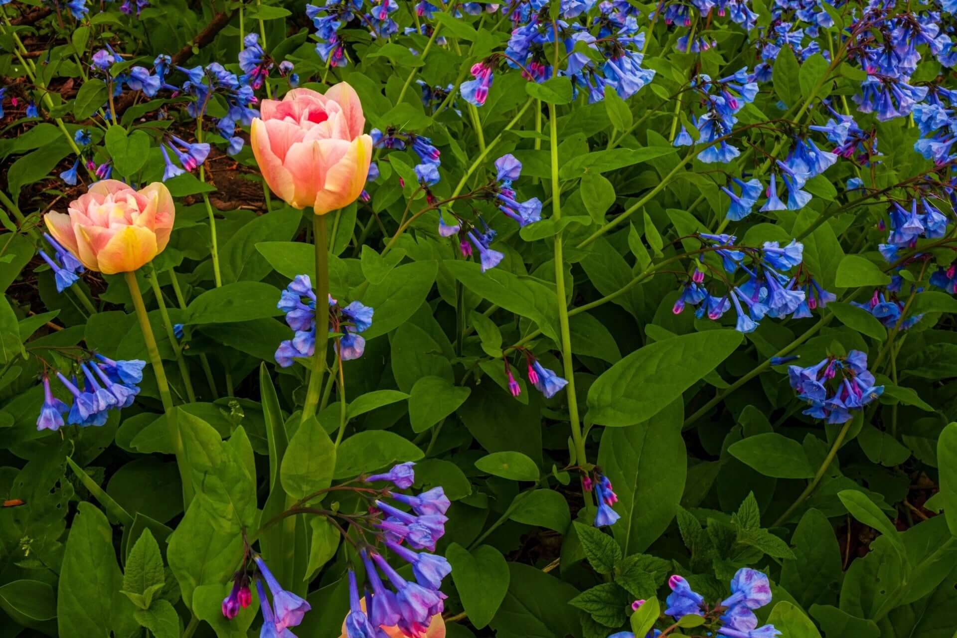 Vibrant peach tulip amid Virginia bluebells and purple flowers