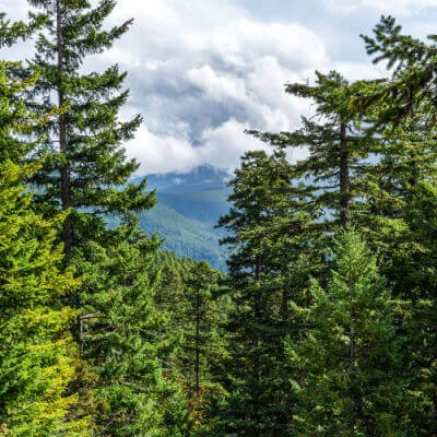 Tall green pine trees frame distant mountain range in TN Nursery garden scene