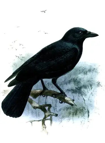 Sleek black crow perched on branch with glossy feathers, sharp beak