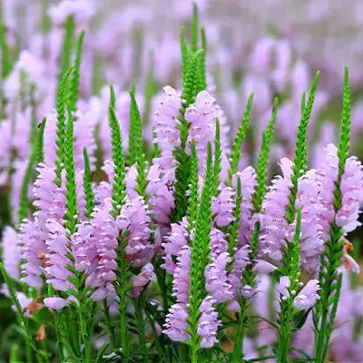 Delicate lavender verbena perennials in field with clustered blooms