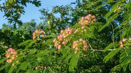 Pink fluffy blossoms on resilient Mimosa tree with vibrant green feathery leaves