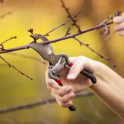 Pruning shears trimming tree branch for live stake erosion control