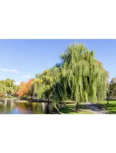 Lush weeping willow tree by pond in article on benefits and care