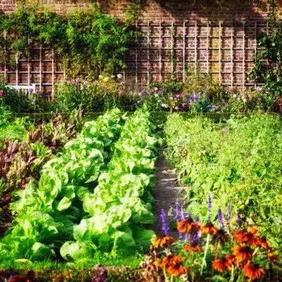 Lush green lettuce rows in vibrant beds beside orange purple flowers