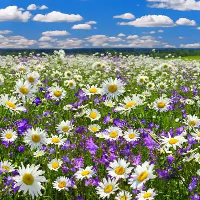 Vibrant wholesale nursery field of white daisies and purple wildflowers