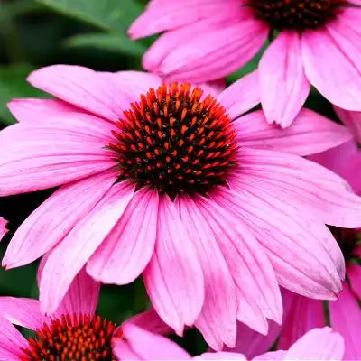 Pink coneflower with delicate petals and spiky reddish-brown center, deer resistant