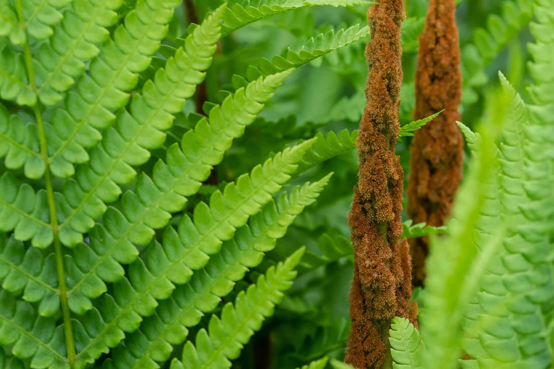 Vibrant green cinnamon fern fronds frame tall textured sporangia stalks