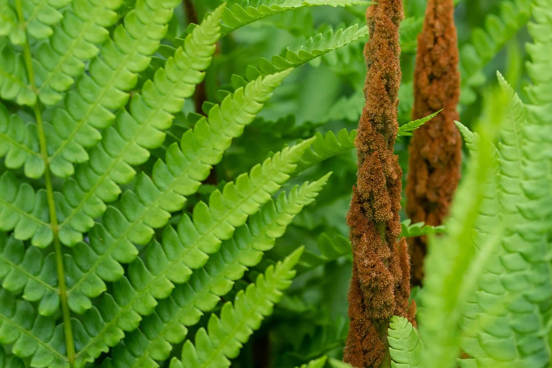 Vibrant green cinnamon fern fronds frame tall textured sporangia stalks