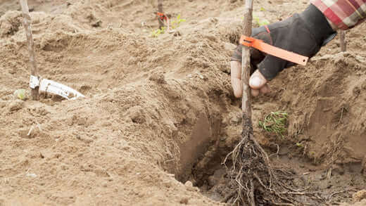 Hand in black glove tags bare root tree sapling stem