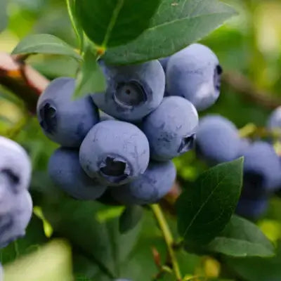 Lowbush blueberry cluster with plump deep blue berries on green leaves
