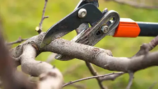 Orange-handled pruning shears cutting rose stem for propagation