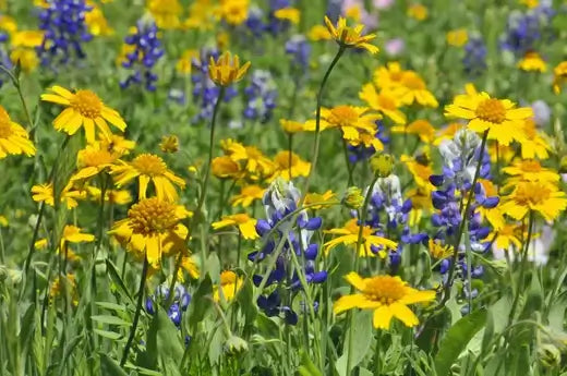 Vibrant yellow and purple wildflowers swaying in breeze for garden