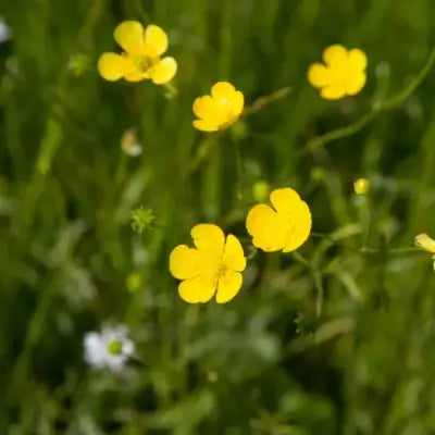 Bright yellow creeping buttercup flowers in lush green grass