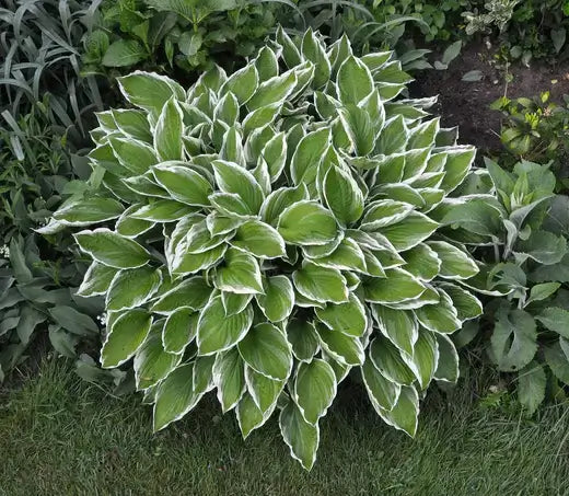 Lush rounded hosta with vibrant green centers and white edges for beautiful gardens