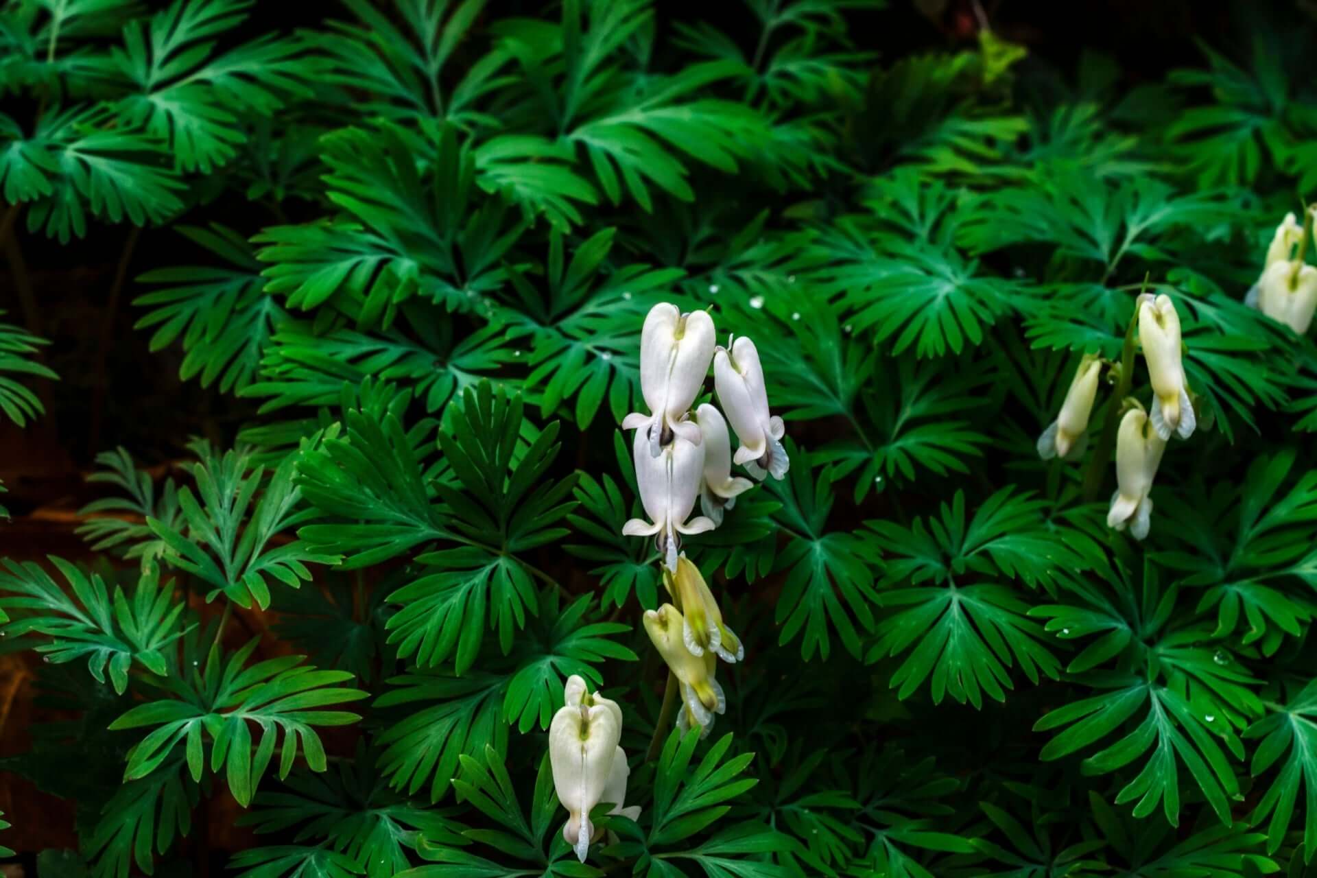 Delicate white and pale yellow squirrel corn flowers in lush green foliage
