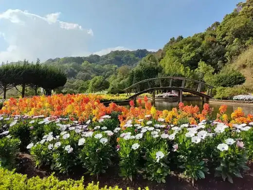 Vibrant orange and white perennial flowers by wooden arched bridge over calm water