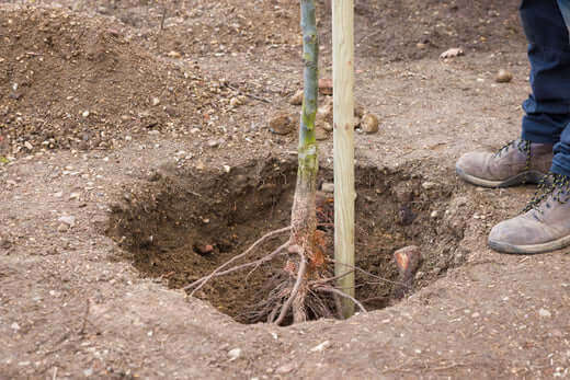 Young bareroot tree with greenish-brown trunk, exposed roots and wooden stake