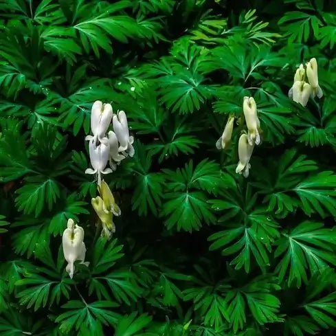 Delicate white and pale yellow bleeding heart flowers in lush green foliage, a must-have perennial.