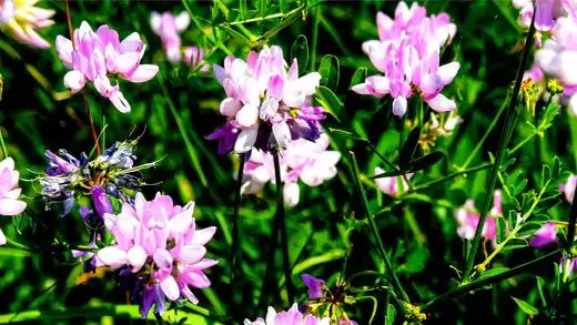 Delicate pink and white wildflowers from TN Nursery spring blooms