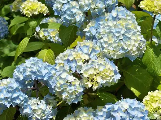 Blossoming blue and white hydrangea clusters with green leaves