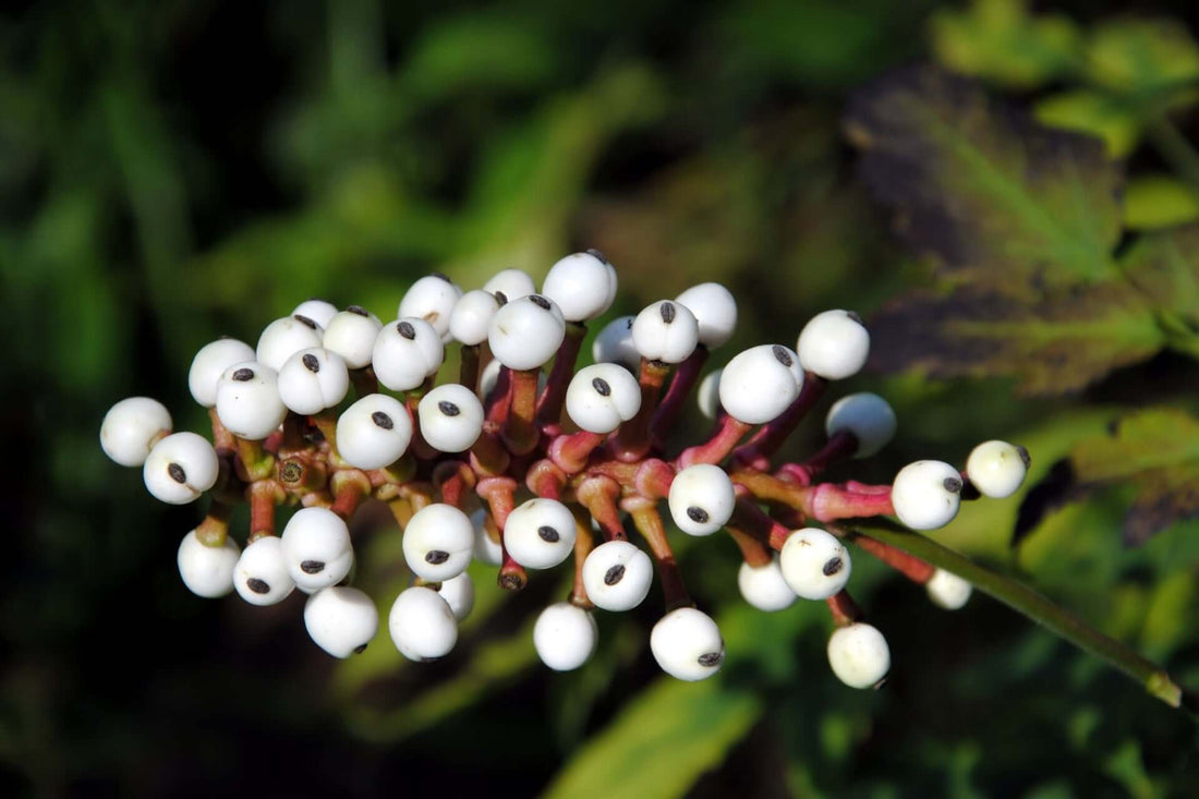 Glossy white baneberry doll eye berries with black seeds on reddish-brown stems