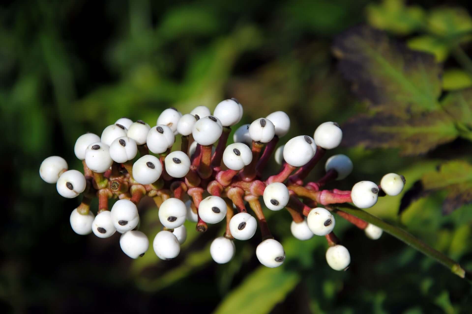 Glossy white baneberry doll eye berries with black seeds on reddish-brown stems