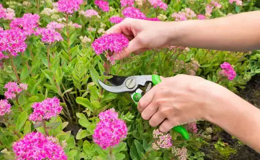 Green-handled pruning shears trimming pink perennials in fall