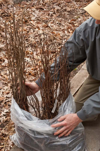 Bare root plants bundle of brownish stems in clear plastic bag TN