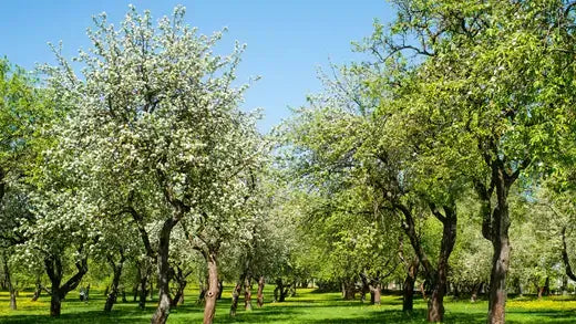 Blossoming apple tree with white flowers for sale at TN Nursery