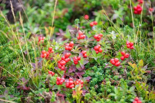 Squaw vine plant with clusters of bright red berries on green purple foliage