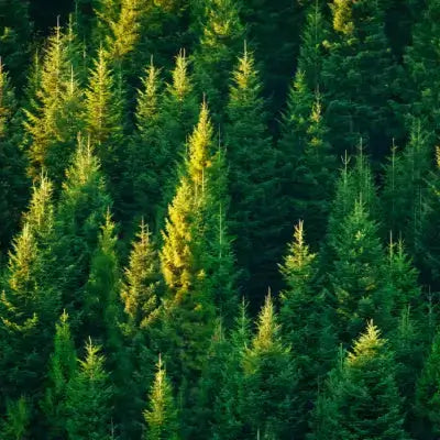 Dense evergreen forest with tall slender trees and golden needle tips in sunlight