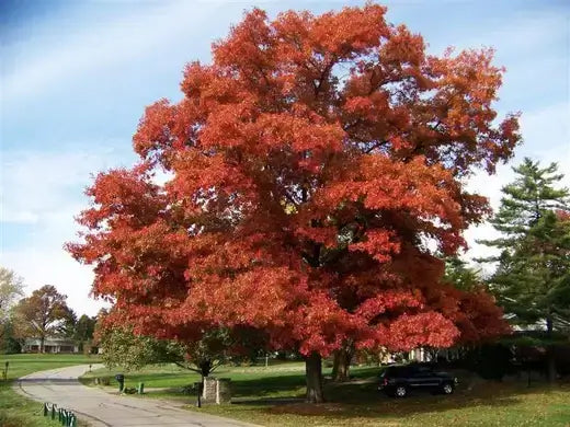 Majestic scarlet red maple tree with vibrant autumn leaves in park