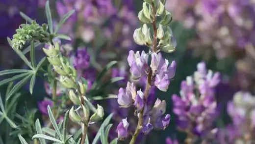 Delicate purple lupine stalk with green buds and feathery leaves, native perennial