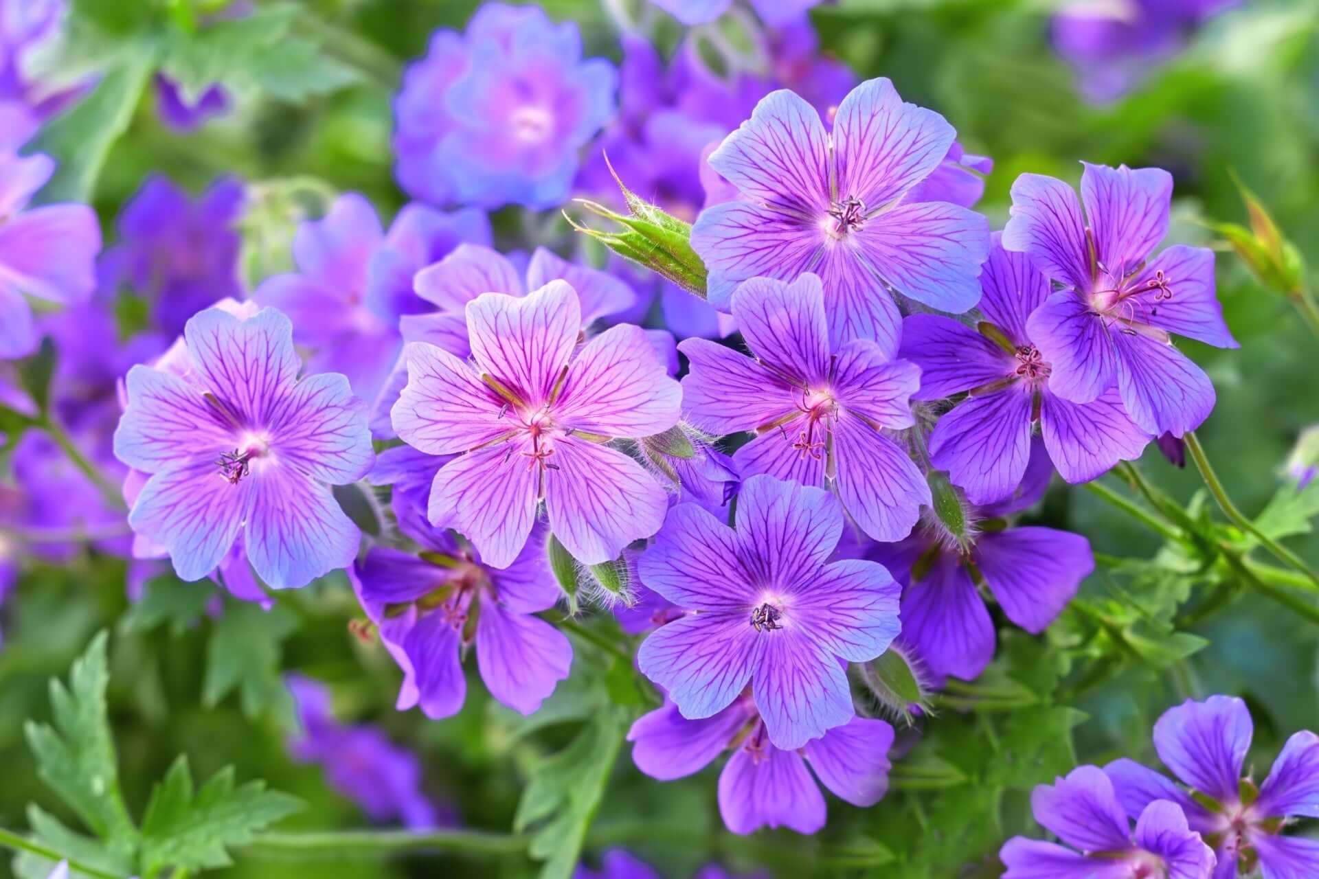 Vibrant purple geranium flowers with delicate petals and green foliage for gardens