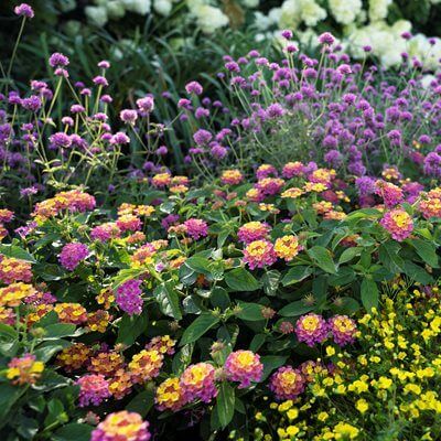 Vibrant lantana flowers in purple, pink, yellow, orange for colorful perennial gardens