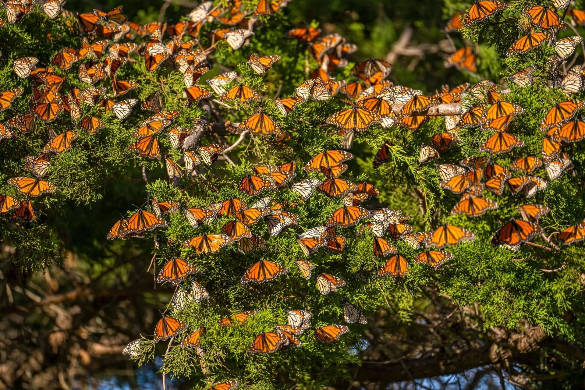 Monarch butterflies clustered on tree foliage in butterfly garden