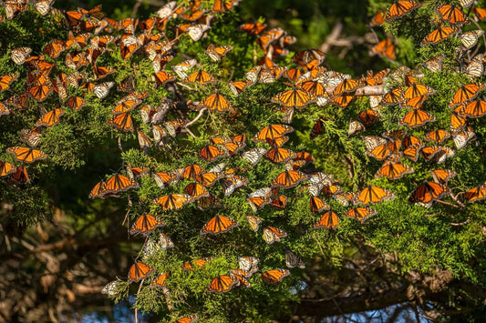 Monarch butterflies clustered on tree foliage in butterfly garden