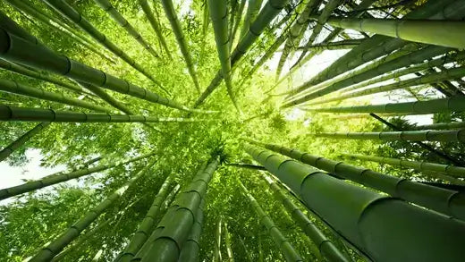 Tall vibrant green bamboo stalks in dense forest, plant of 1000 uses