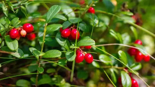 Clusters of bright red berries on groundcover stems amid lush foliage